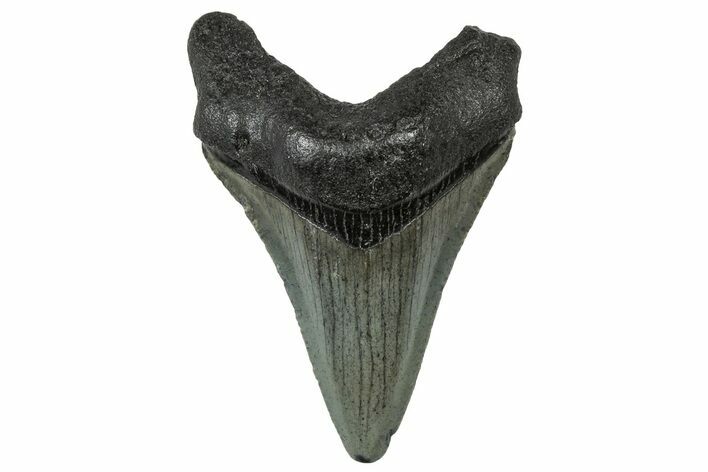 Serrated, Juvenile Megalodon Tooth - South Carolina #302143